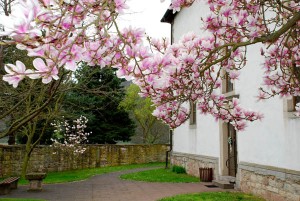 Magnolia tree near the church