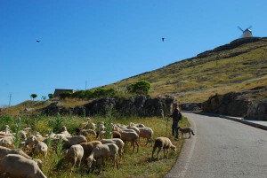 A shepherd high above Consuegra