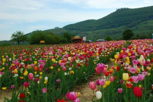 A field of tulips along the road near Owen, Germany