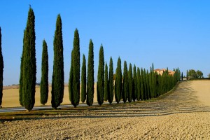 Cypress Lane near Montalcino